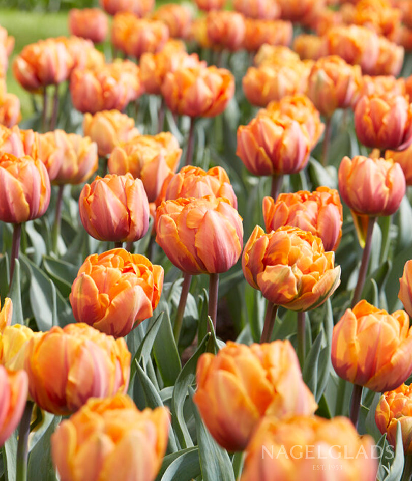 Orange Princess Double Tulip Flower Bulbs