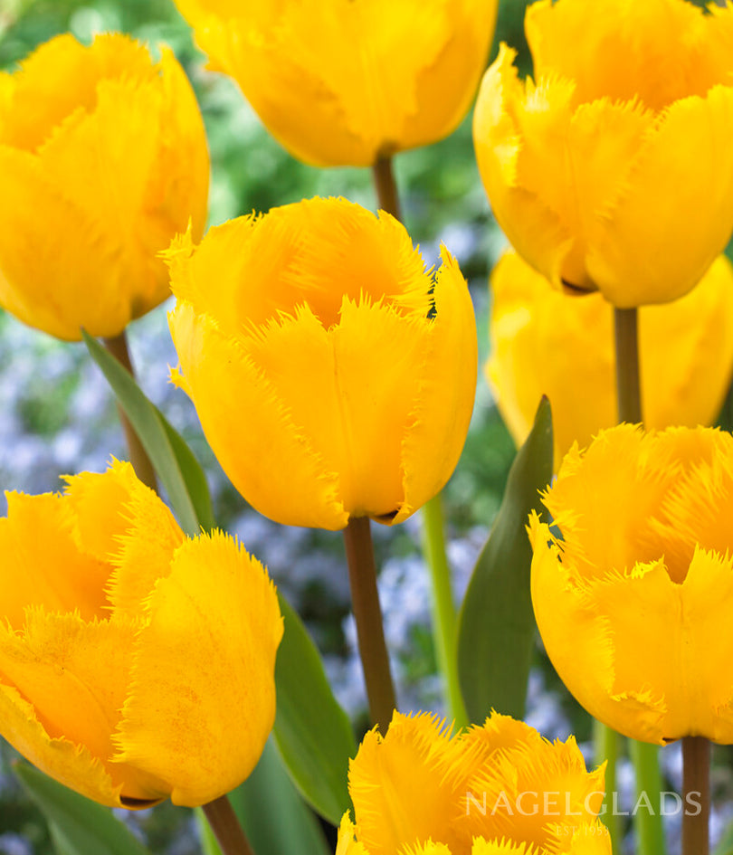 Crystal Star Fringed Tulip Flower Bulbs