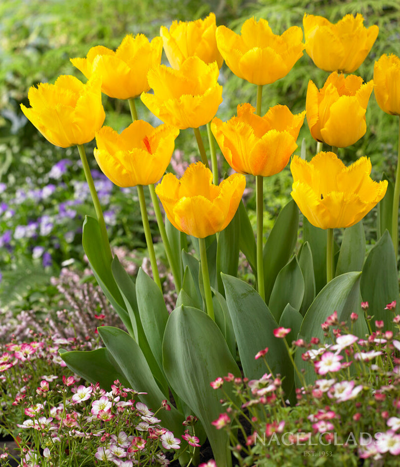 Crystal Star Fringed Tulip Flower Bulbs