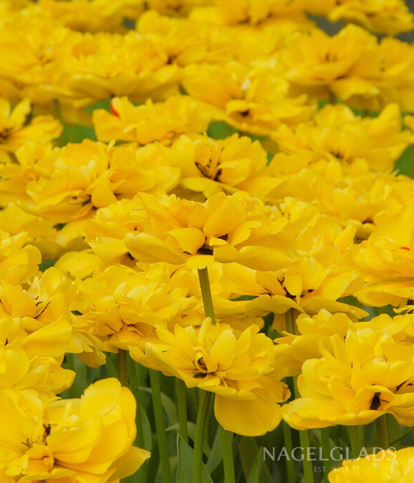 Yellow Pomponette Double Tulip Flower Bulbs