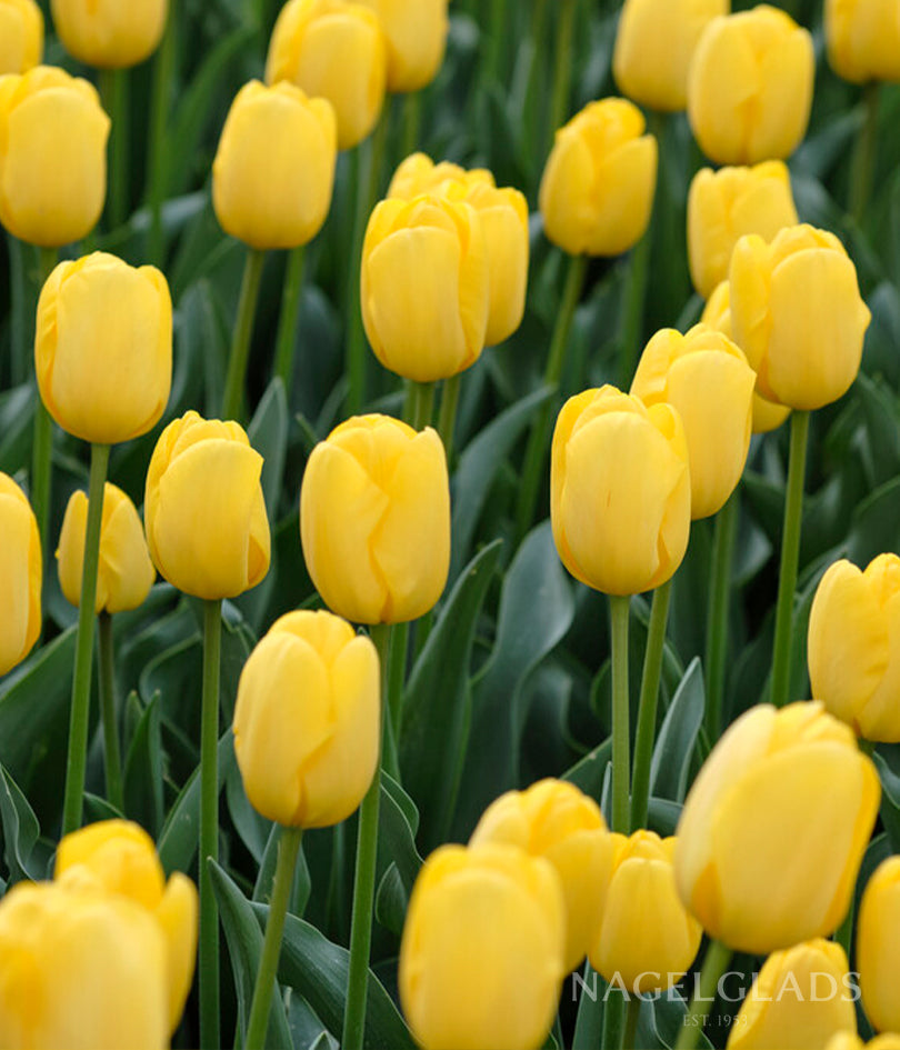 Novi Sun Darwin Tulip Flower Bulbs