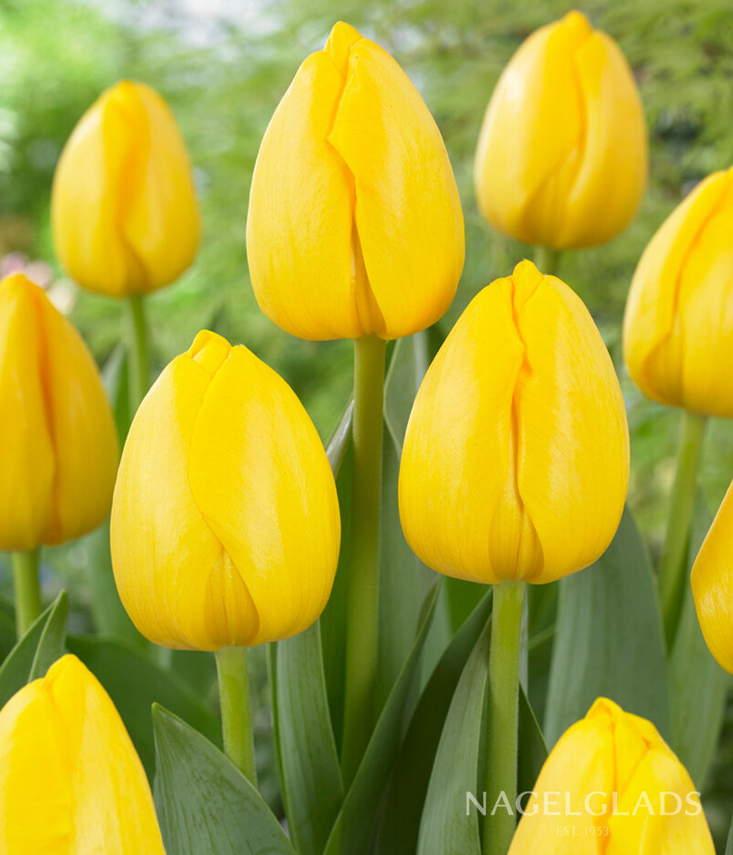 Novi Sun Darwin Tulip Flower Bulbs