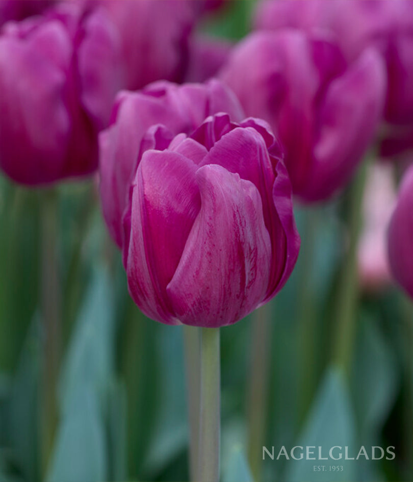 Purple Flag Triumph Tulip Flower Bulbs