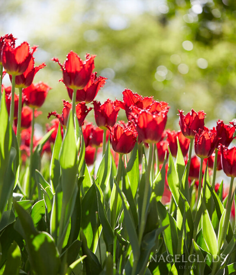 Pacific Pearl Fringed Tulip Flower Bulbs