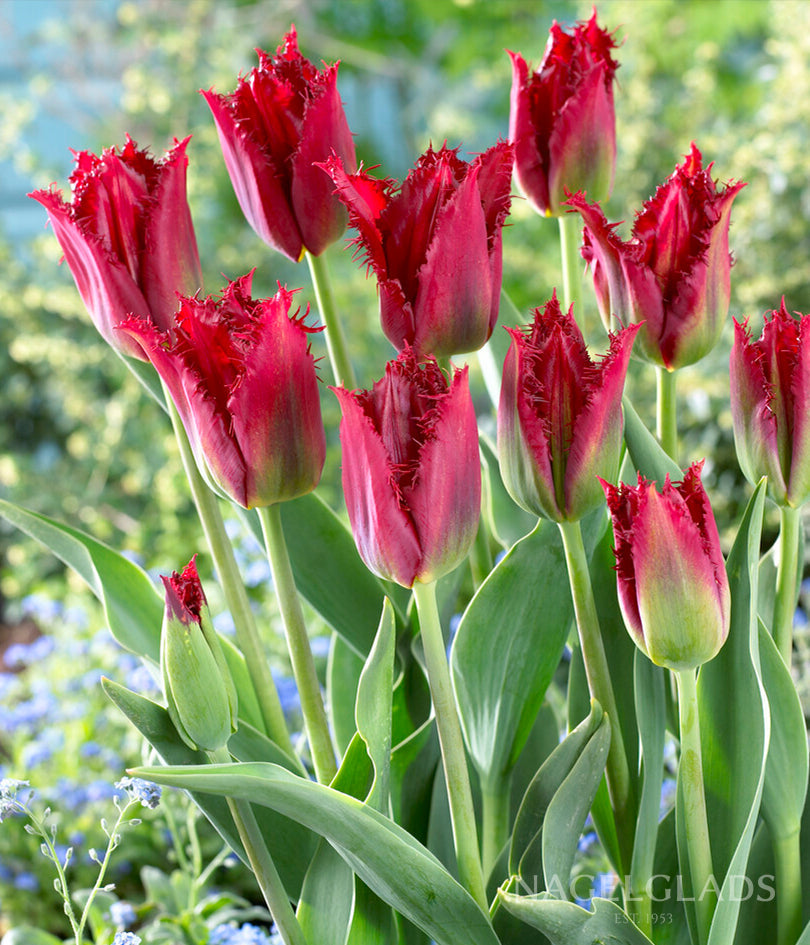 tulip flower tulip seeds Pacific Pearl Fringed Tulip Flower Bulbs