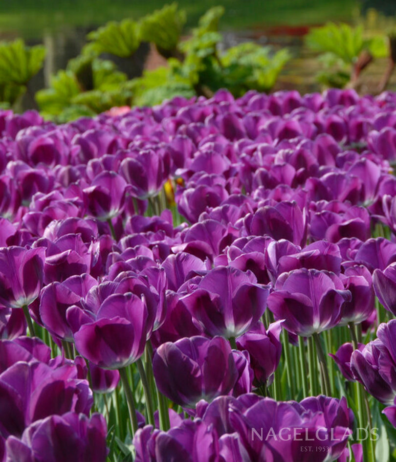 Negrita Triumph Tulip Flower Bulbs
