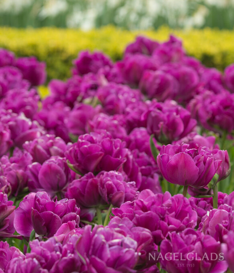 Negrita Double Tulip Flower Bulbs