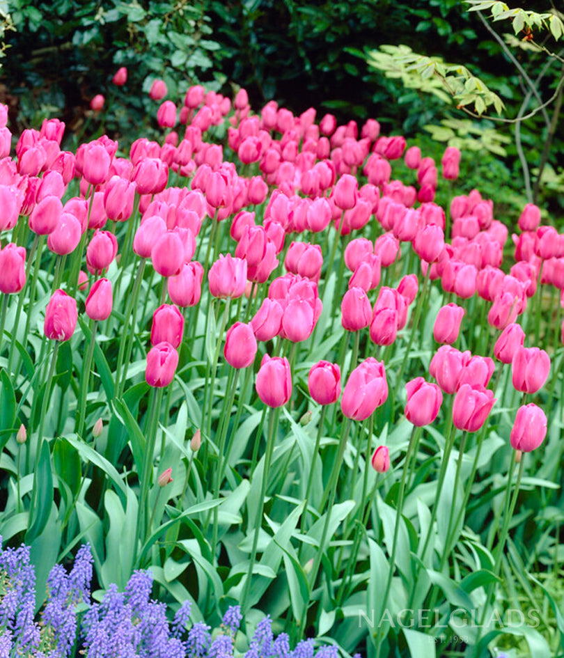 Don Quichotte Triumph Tulip Flower Bulbs