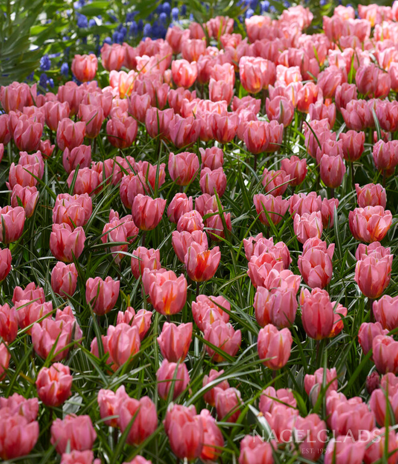Pretty Princess Tulip Flower Bulbs