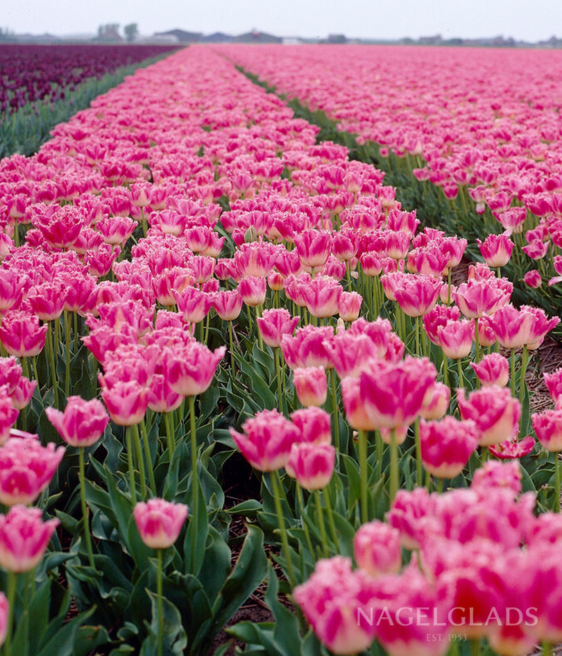 Fancy Frills Fringed Tulip Flower Bulbs