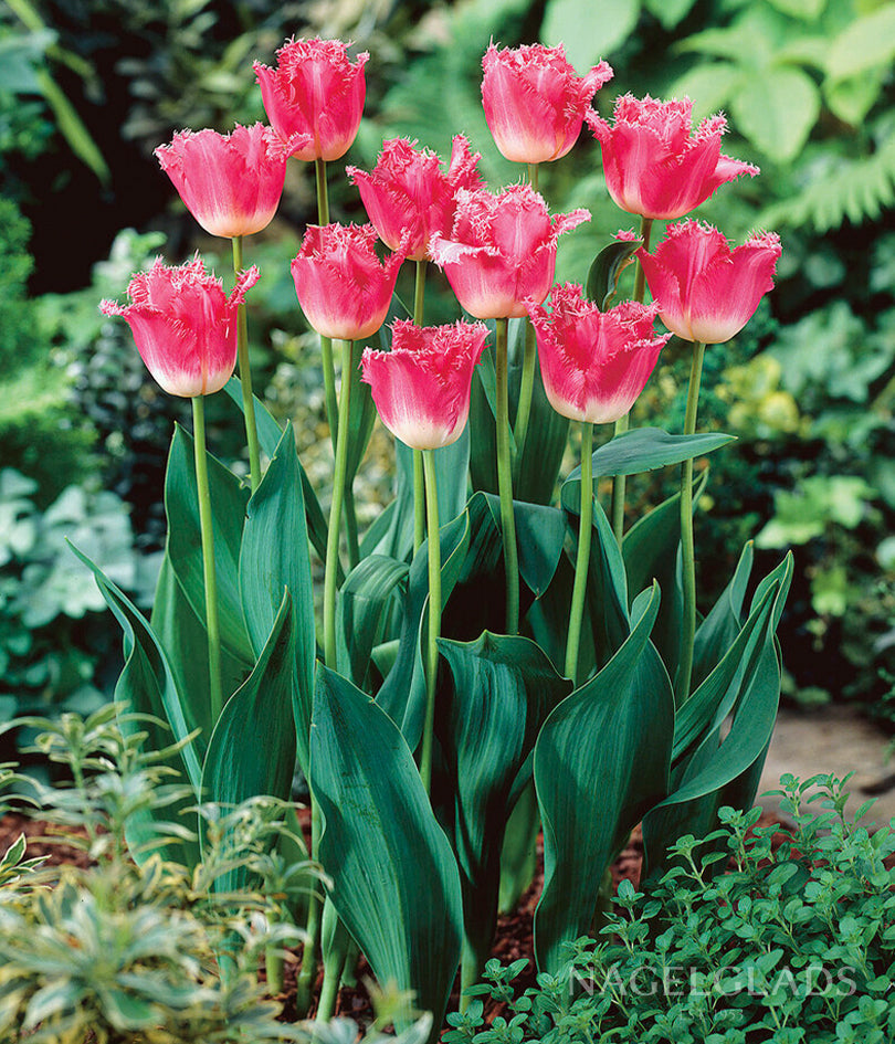 Fancy Frills Fringed Tulip Flower Bulbs