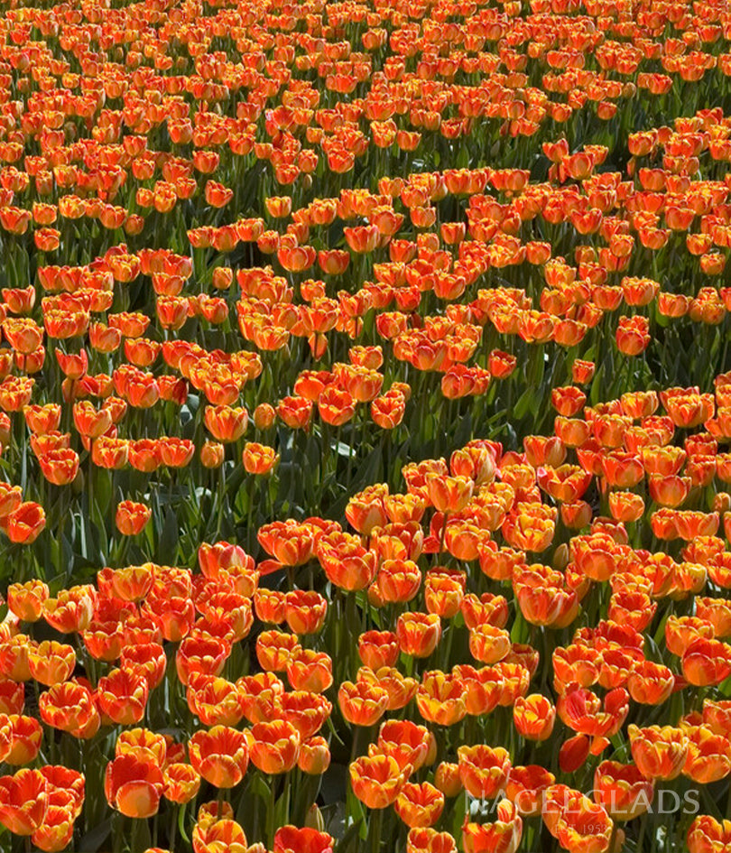 Banja Luka Darwin Tulip Flower Bulbs