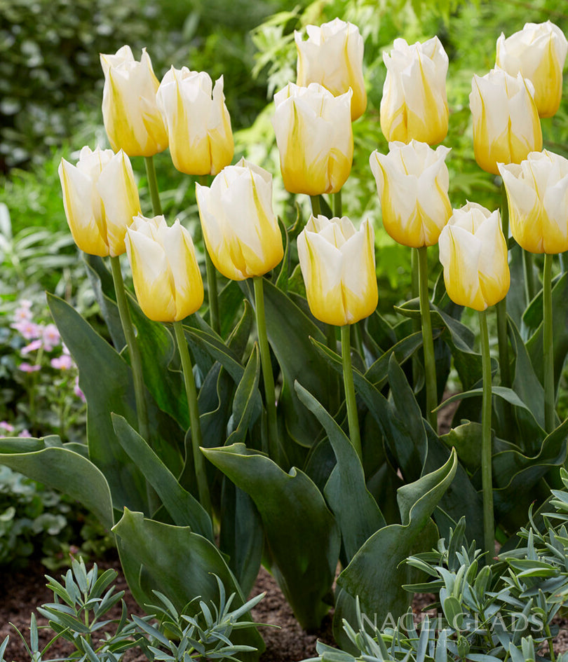 Flaming Agrass Triumph Tulip Flower Bulbs