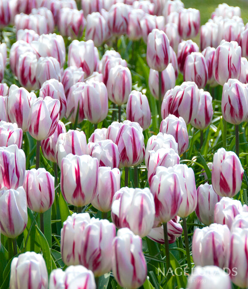 Flaming Flag Triumph Tulip Flower Bulbs