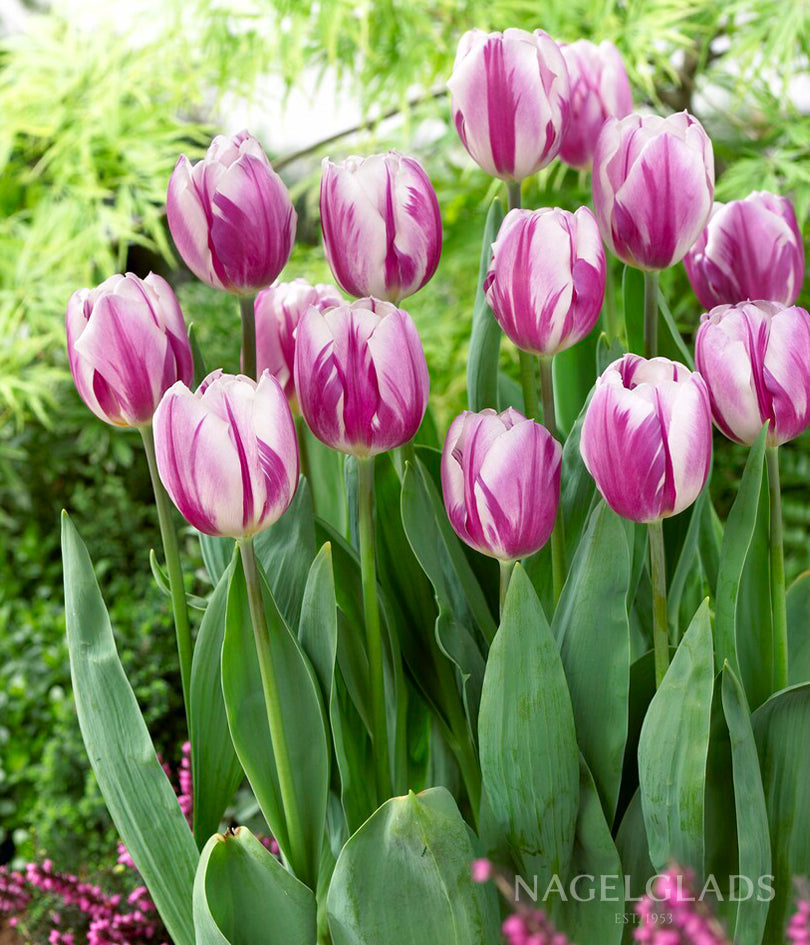 Flaming Flag Triumph Tulip Flower Bulbs