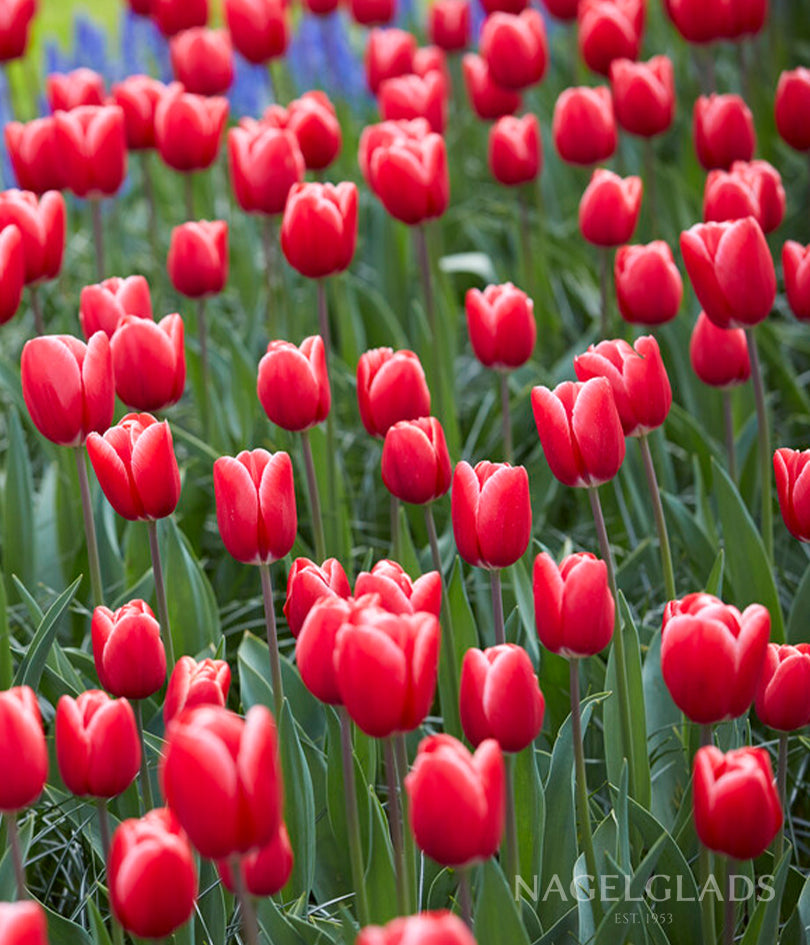 Kung Fu Triumph Tulip Flower Bulbs