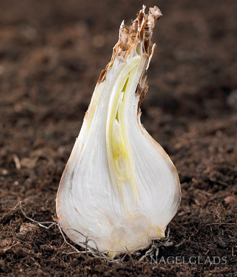 Ice King Daffodil Flower Bulbs