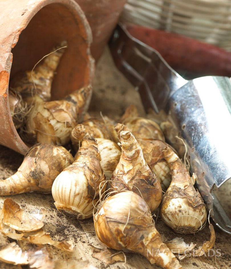 Goblet Daffodil Flower Bulbs