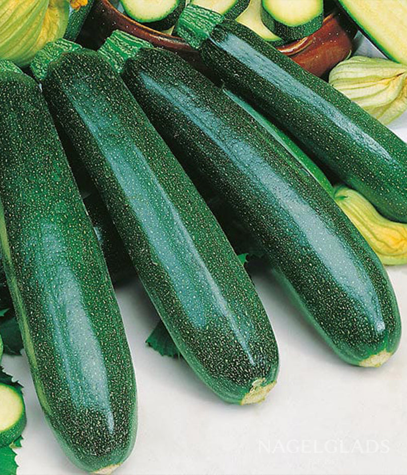 Zucchini Dark Green