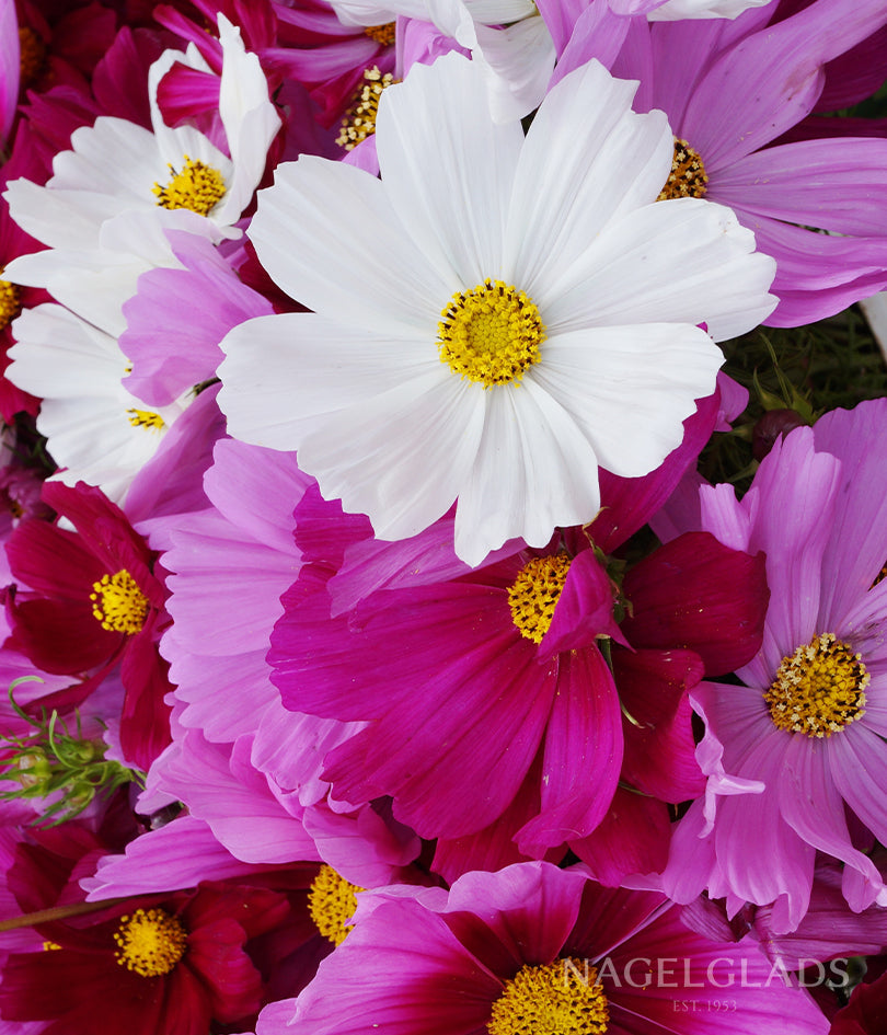 Cosmos Sensation Mix