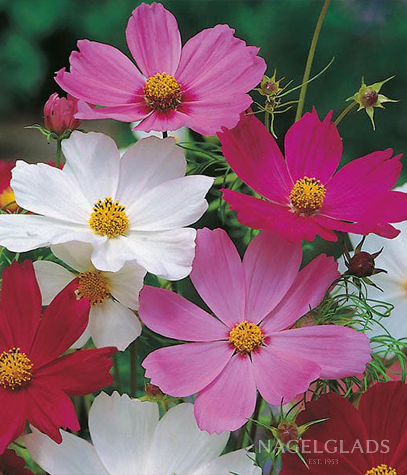Cosmos Sensation Mix