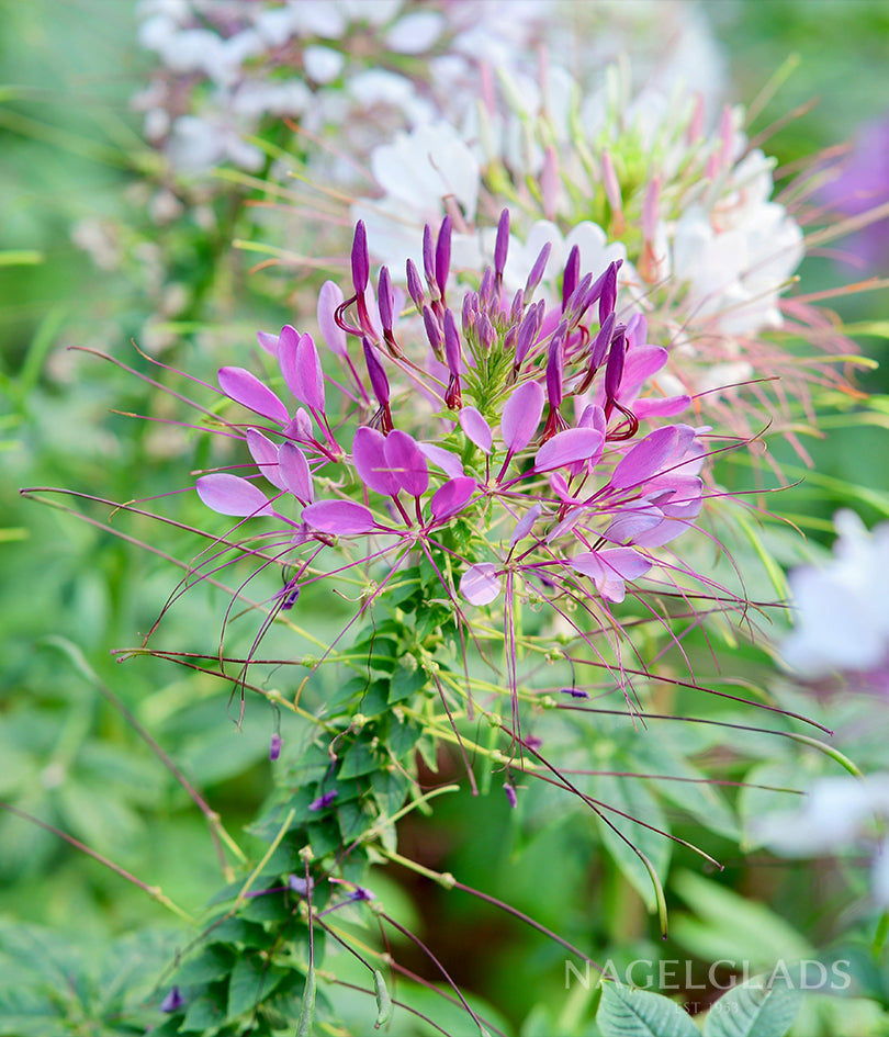 Cleome Color Fountain Mix
