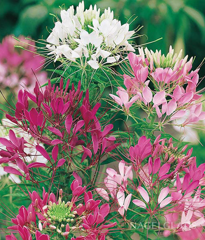 Cleome Color Fountain Mix