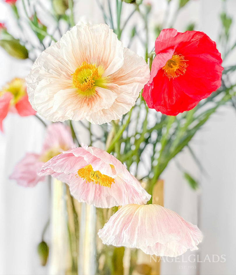 Poppy Iceland Mix