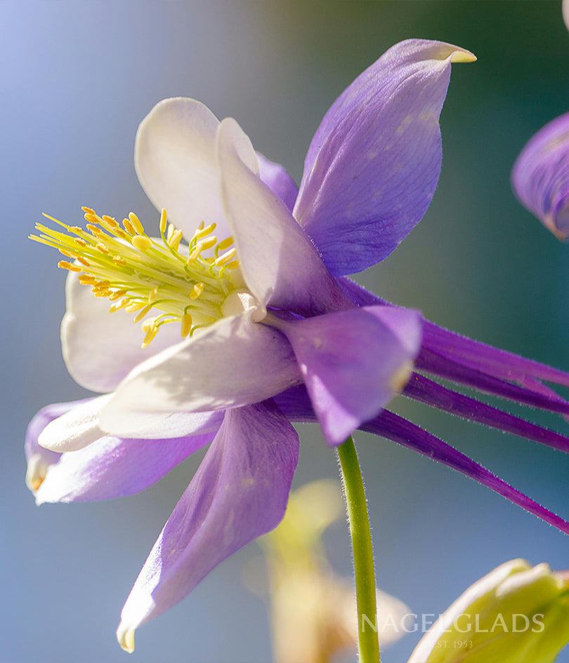 Columbine McKana Giant Mix