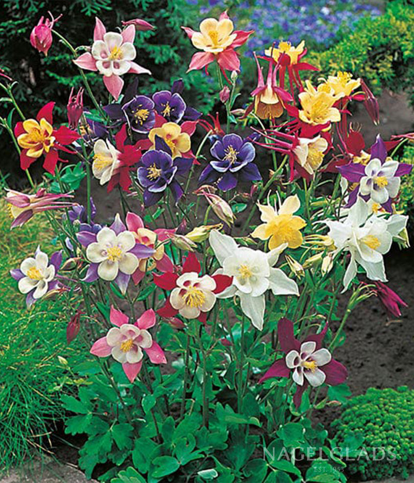 Columbine McKana Giant Mix