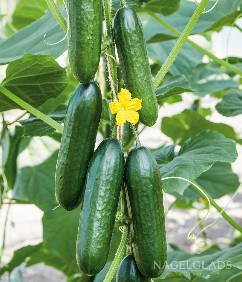 Cucumber Marketmore 76