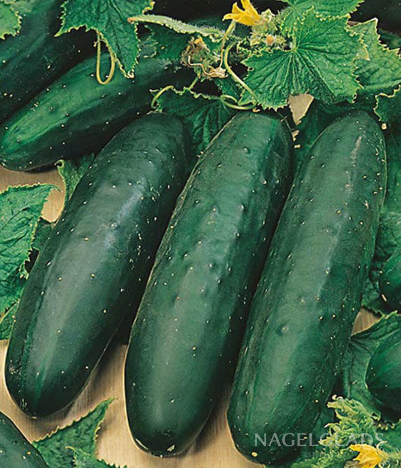 Cucumber Marketmore 76
