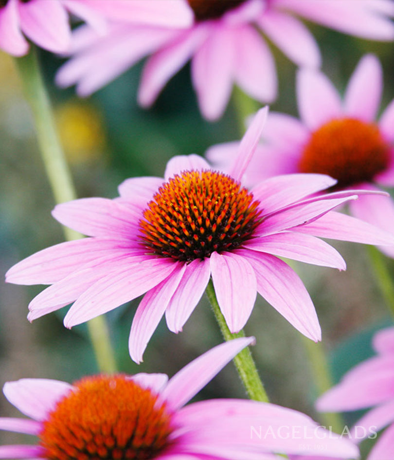 Echinacea Purple Coneflower