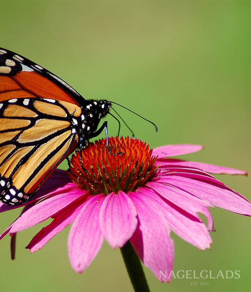 Echinacea Purple Coneflower