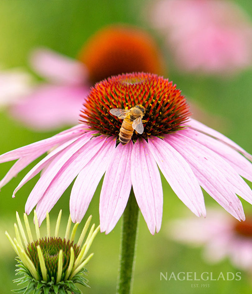 Echinacea Purple Coneflower