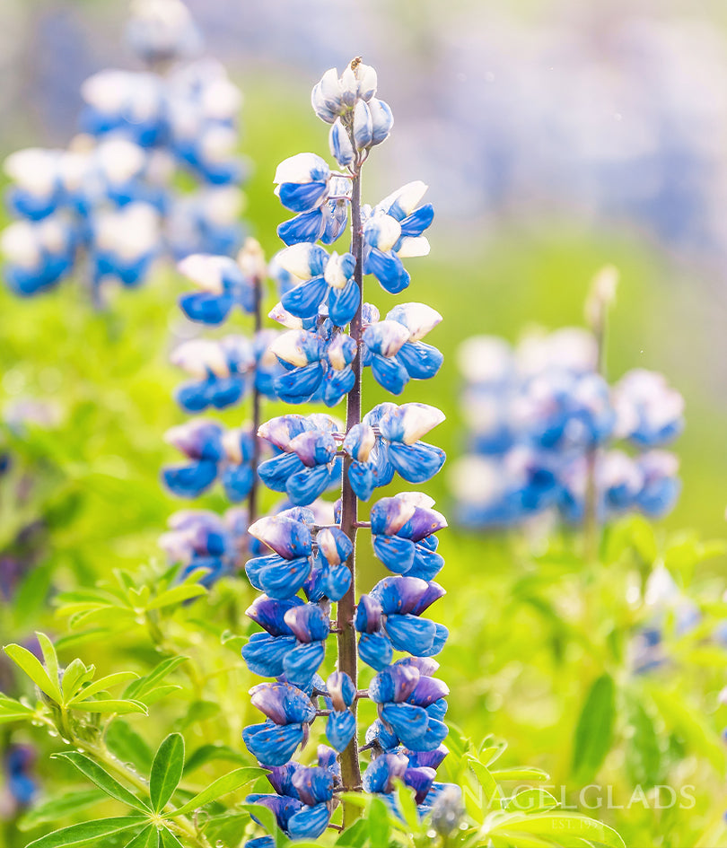 flower bulb seeds Lupine Blue Javelin Flower Seeds
