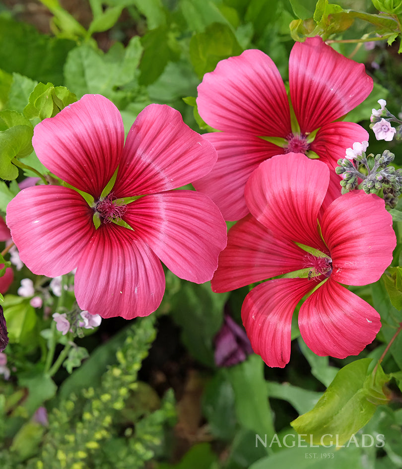vulva flower seeds Malope Vulcan Flower Seeds