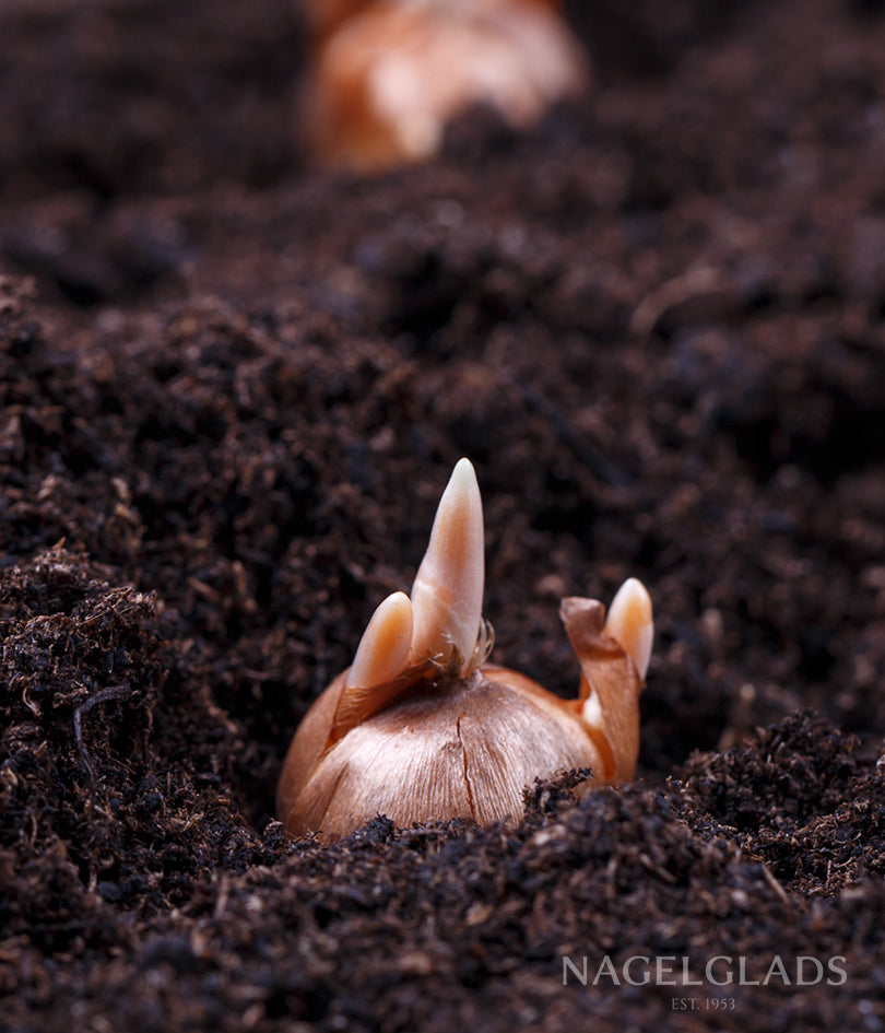 Armeniacum Muscari Flower Bulbs