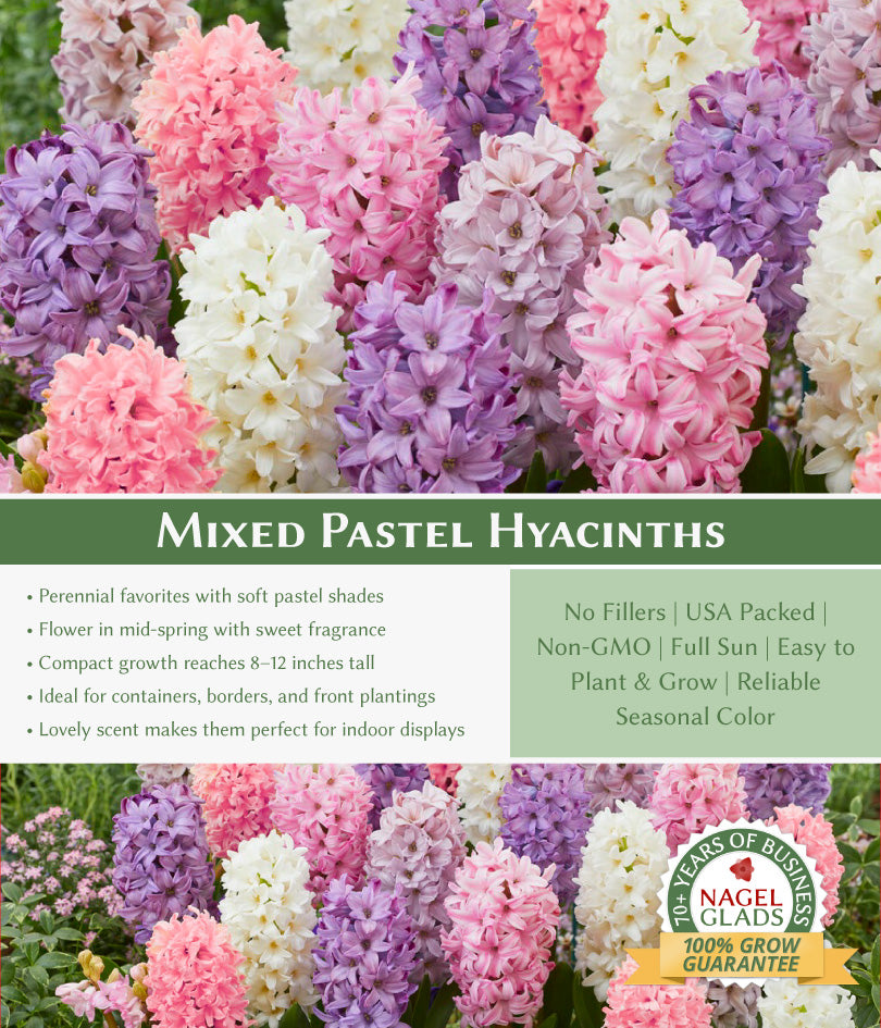 Mixed Pastel Hyacinth Flower Bulbs