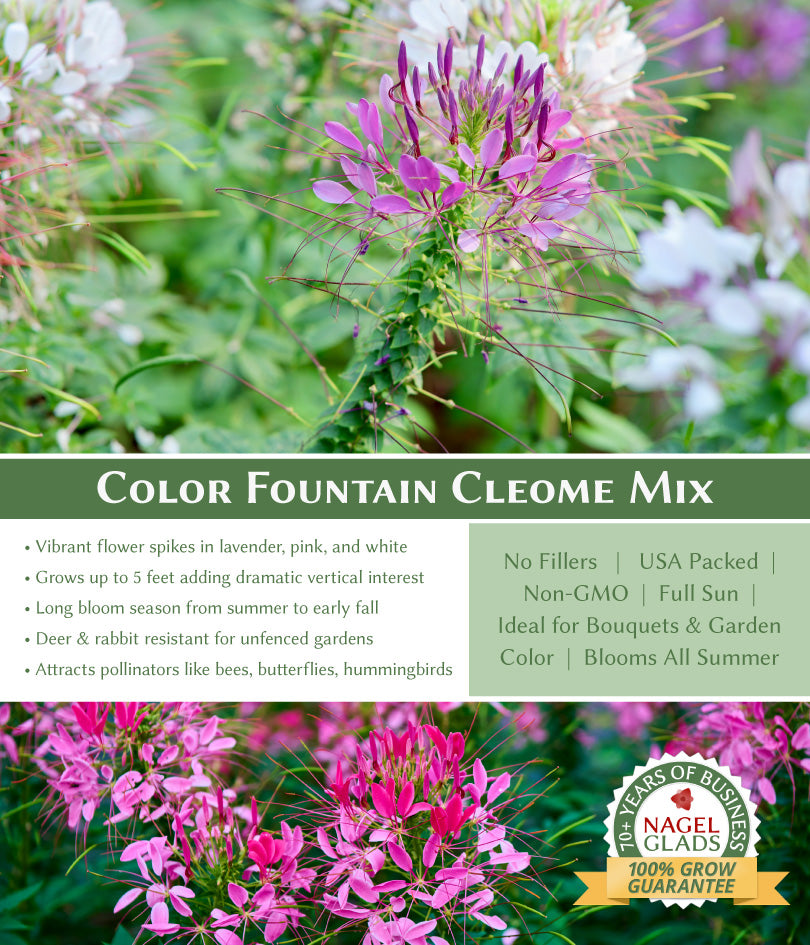 Cleome Color Fountain Mix Flower Seeds