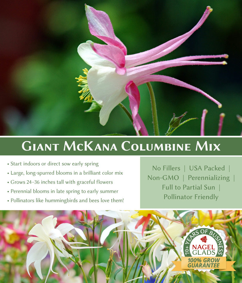 Columbine McKana Giant Mix Flower Seeds