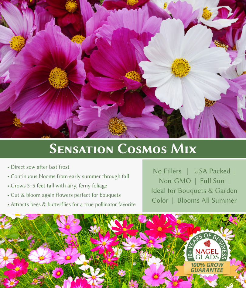 Cosmos Sensation Mix Flower Seeds