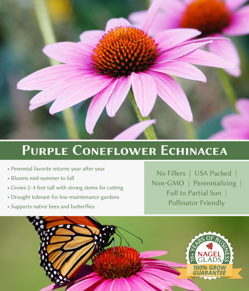 Echinacea Purple Coneflower Flower Seeds