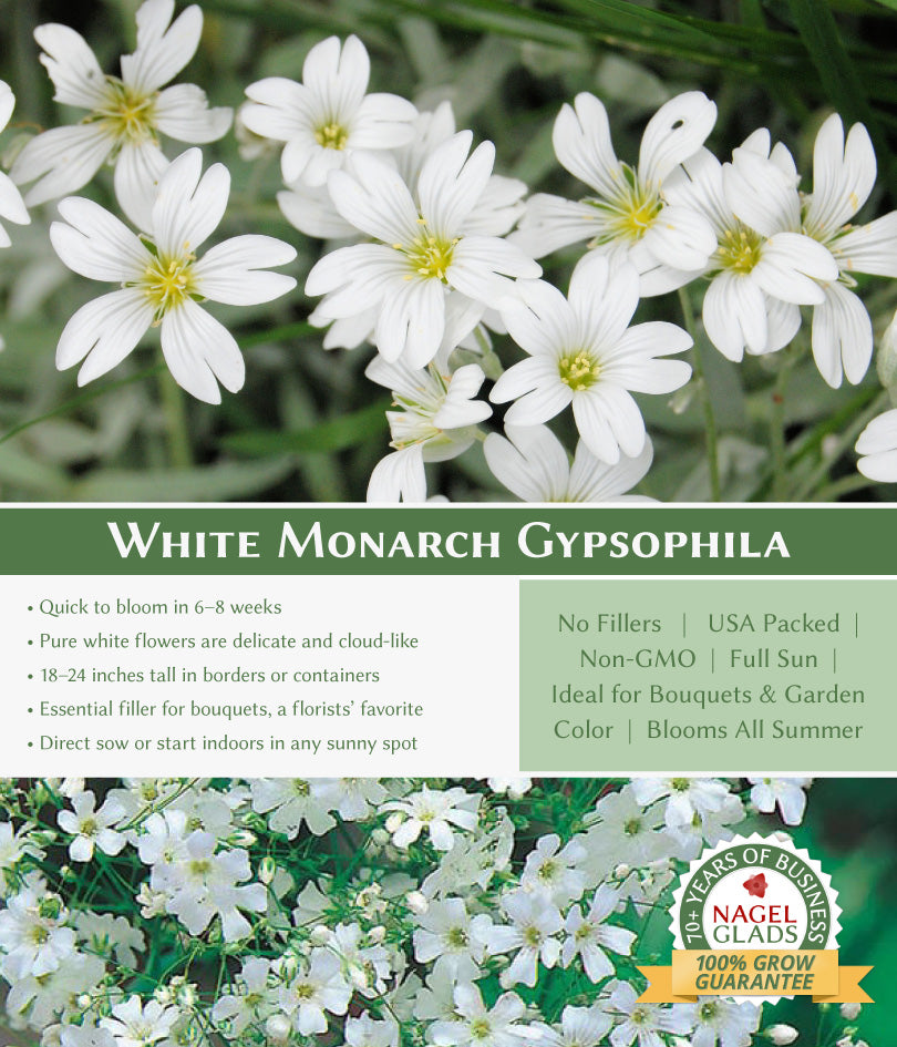Gypsophila Monarch White Flower Seeds