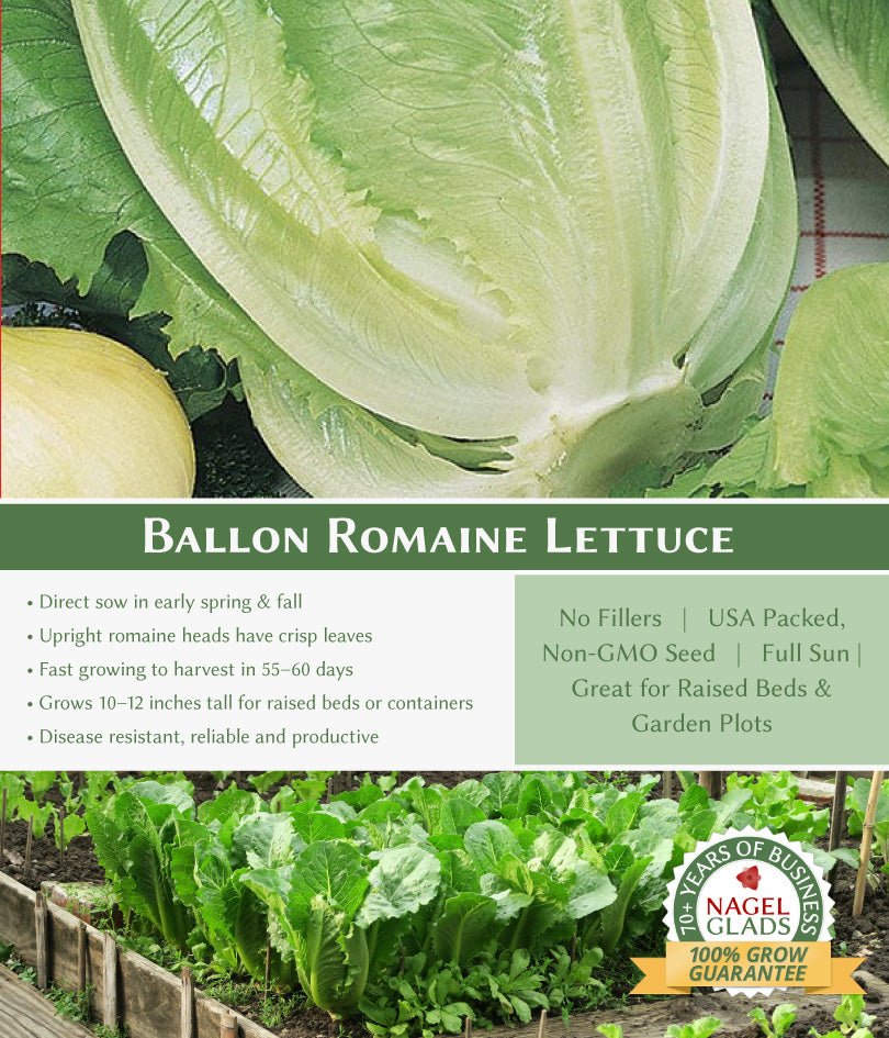 Lettuce Romaine Ballon Vegetable Seeds
