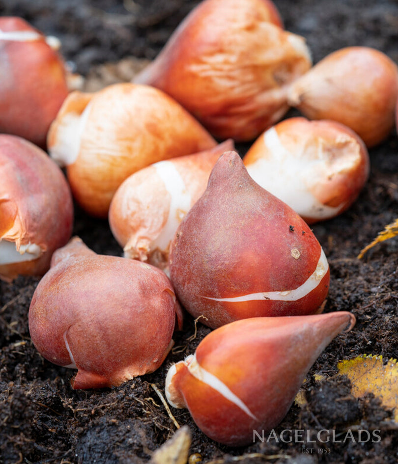 Royal Virgin Triumph Tulip Flower Bulbs