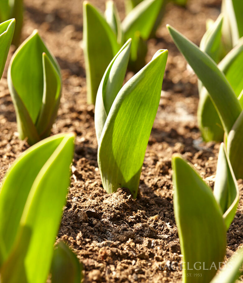 Royal Virgin Triumph Tulip Flower Bulbs