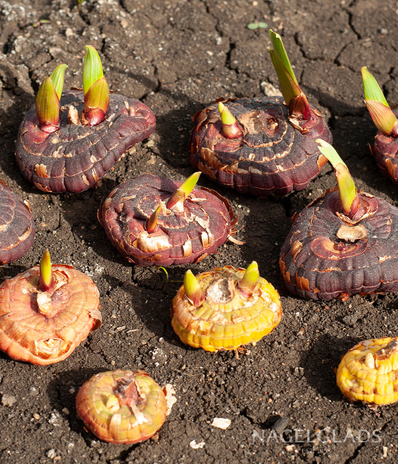 Mixed Gladiolus Flower Bulbs