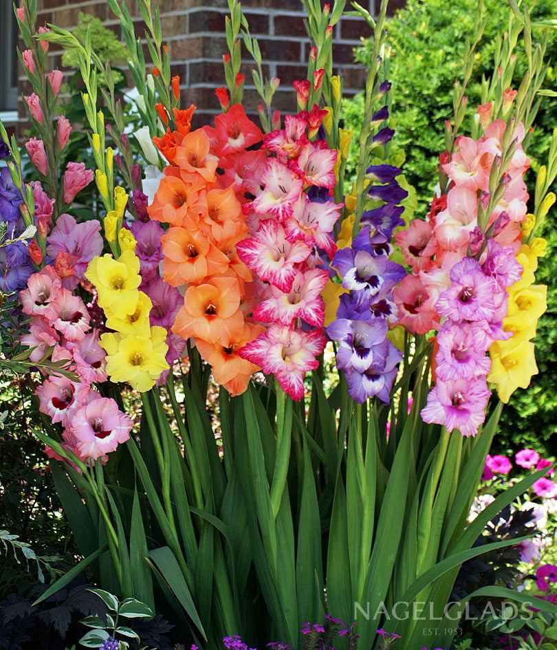 Pastel Mixed Gladiolus Flower Bulbs