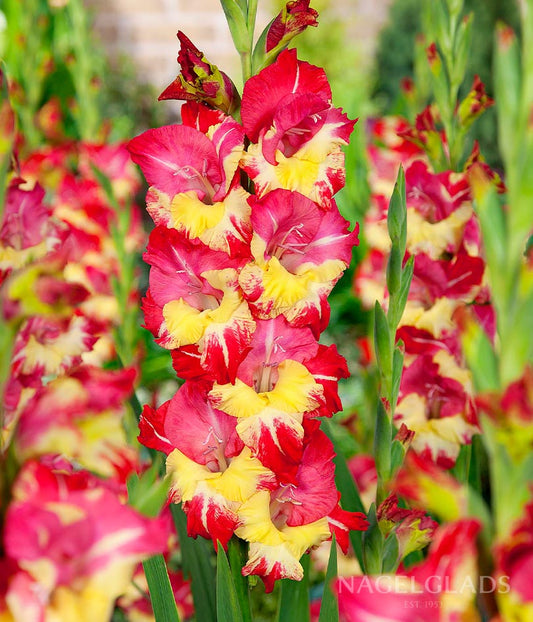 Stereo Gladiolus Flower Bulbs